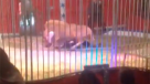 Domador es atacado por un león en Francia