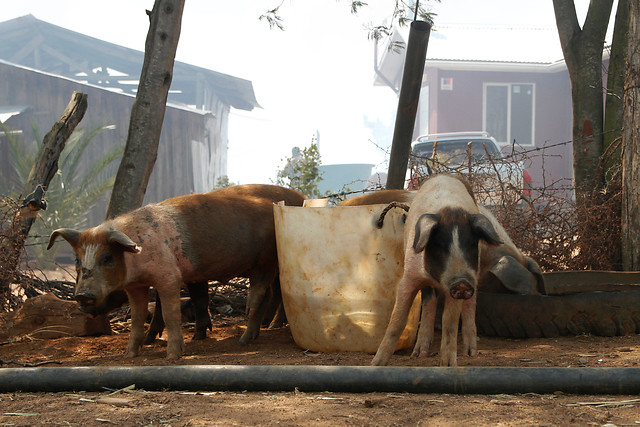 Chanchos mordieron y le provocaron la muerte a agricultor argentino