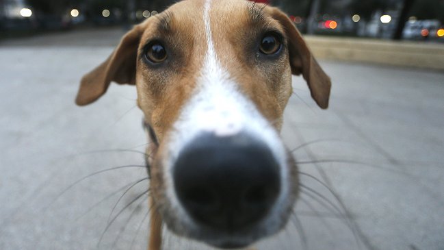 Más de 63 mil personas fueron mordidas por perros en Chile el año pasado