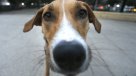 Más de 63 mil personas fueron mordidas por perros en Chile el año pasado
