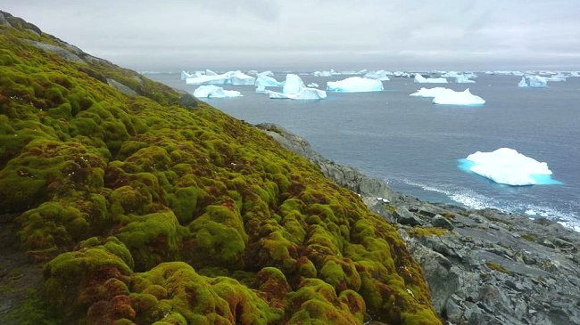 El cambio climático está poniendo verde a la Antártica