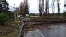 Caída de árboles y corte de luz dejó el paso de un tornado en Quillota