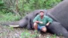 Cazador profesional murió tras ser aplastado por elefante en Sudáfrica