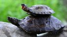 Programa de conservación de tortugas de Canadá se convierte en modelo mundial