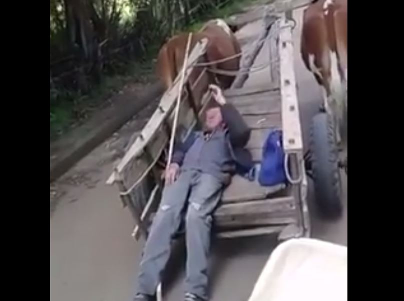 Hombre de campo fue despertado de su siesta de forma poco amigable