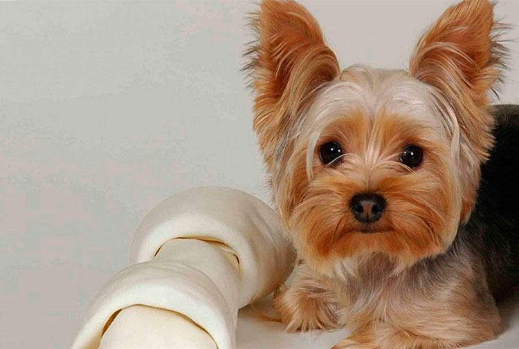 Perrito atacó a serpiente venenosa para salvar a su dueña