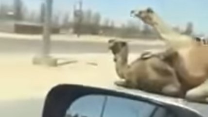   Pareja de camellos apasionados generó gran atochamiento en carretera 