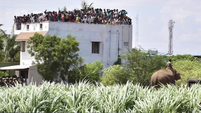 Elefante mató a cuatro personas y aterrorizó aldeas indias