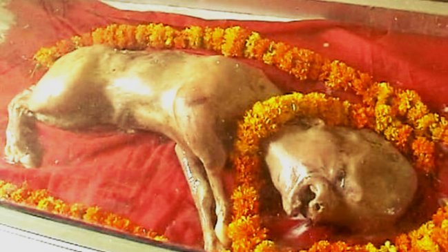 Ternero con cara humana provoca impacto y devoción en India