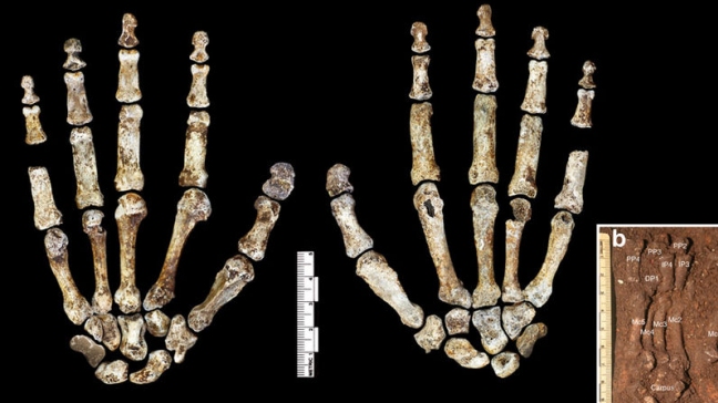 La escasa destreza manual del neandertal limitó su capacidad artesanal