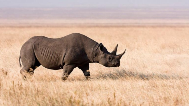  Rinoceronte mató a científico en Ruanda  