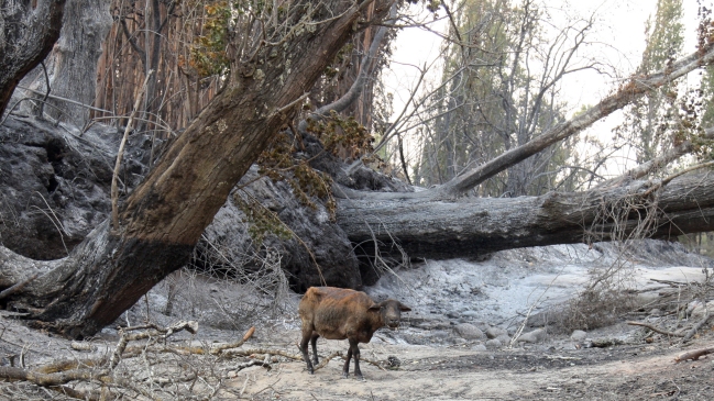 Inician campaña para reforestar regiones afectadas por incendios forestales
