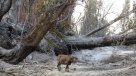 Inician campaña para reforestar regiones afectadas por incendios forestales