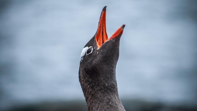Investigadores chilenos descubrieron nuevos virus en pingüinos antárticos