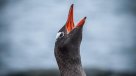 Investigadores chilenos descubrieron nuevos virus en pingüinos antárticos
