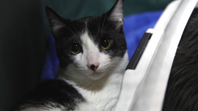 Primera clínica veterinaria pública de Chile se construirá en La Serena