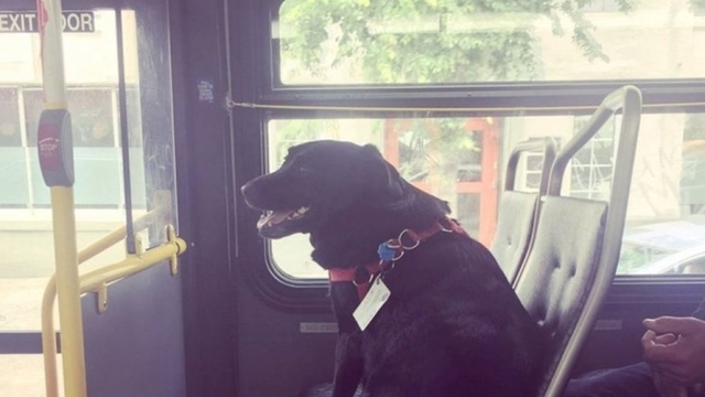 La perra sensación que toma un bus desde su casa al parque