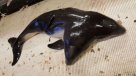 El cetáceo con dos cabezas que sorprendió a los científicos