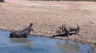 Hipopótamo mató a desconcertado rinoceronte en lucha por el agua