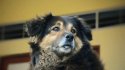 Lo Peor de lo Nuestro: El periodista fue asediado por un perro durante su despacho