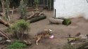 El lobo "Zabivaka" del Buin Zoo anunció triunfo de Chile sobre Australia