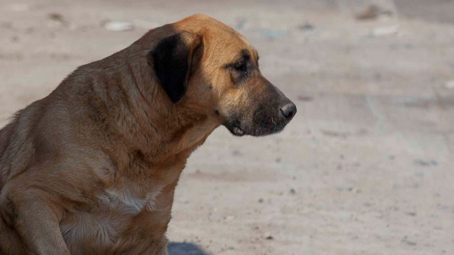 Lampa: PDI detuvo a hombre que mantenía 51 perros en graves condiciones