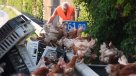 Gallinas provocaron caos vial en carretera de Austria