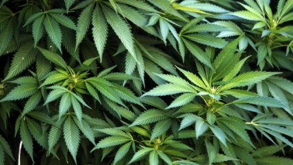 Venta de marihuana en Uruguay iniciará en una o dos semanas, según farmacias