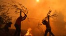 Alcalde de Constitución exigió al Estado prohibir plantaciones de pinos en zonas muy pobladas
