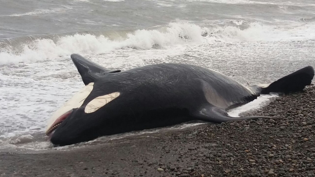 Apareció orca varada en playa de Santo Domingo