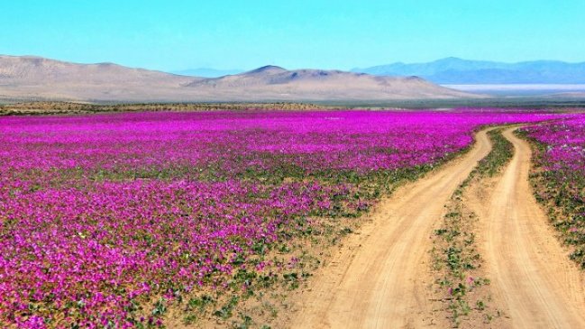 Conaf anticipa que desierto florido será el más espectacular de los últimos 20 años