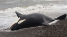 La Historia es Nuestra: Qué puede contar el cadáver de orca que varó en Santo Domingo