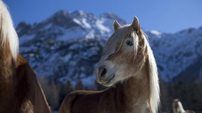Cayó red que vendía carne de caballo no apta para el consumo en ocho países europeos