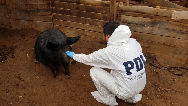 Arica: PDI detuvo a administrador de Colegio Agrícola por maltrato animal