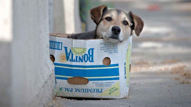 Hombre que mutiló y mató perros en Viña del Mar quedó libre