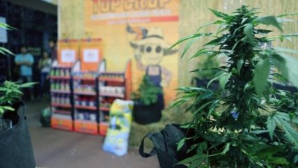 Farmacias uruguayas venderán marihuana recreativa a partir de este miércoles