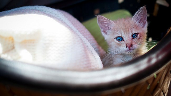 Tribunal condenó a 41 días a hombre que mató a un gato