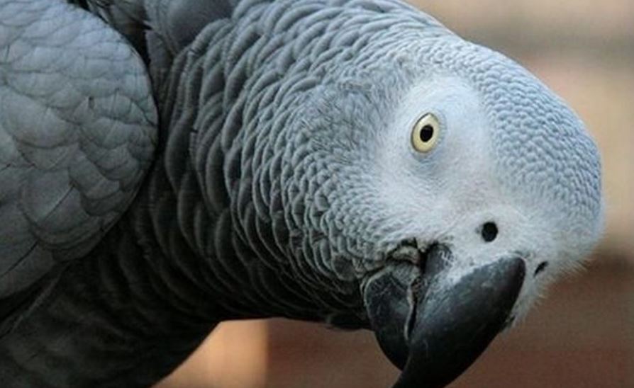 Loro gris fue el testigo clave de un crimen en EE.UU.