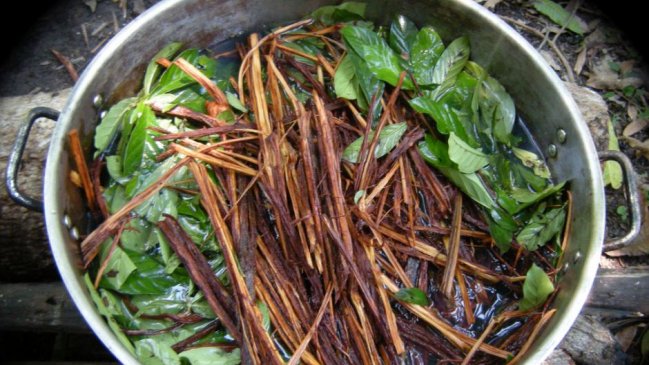 Detienen a hombre que intentaba introducir ayahuasca a Chile