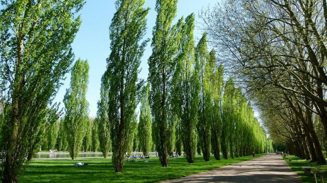 Estudio determina que la Alameda debería cambiar de nombre