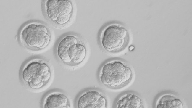  Modifican genéticamente embriones humanos en EEUU  