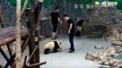 Polémica por maltrato a pandas en reserva china