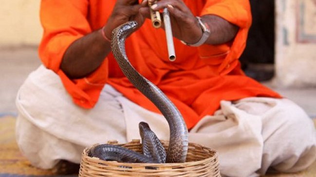 Encantador murió tras ser mordido por su serpiente en Marruecos