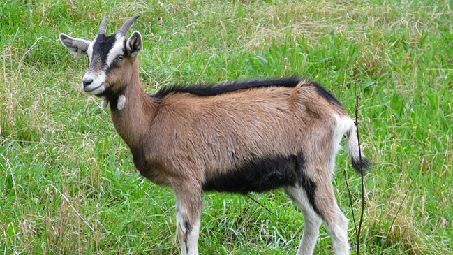 Informar la muerte de una cabra le puede costar 14 años de cárcel a un periodista
