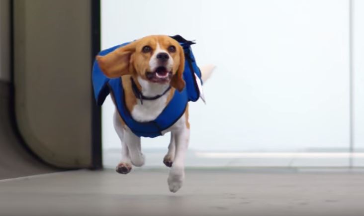 Un perro y su dueña reclaman indemnización por demora de un vuelo