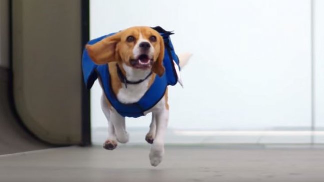 Un perro y su dueña reclaman indemnización por demora de un vuelo