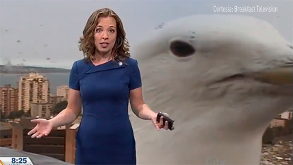 Gaviota irrumpió en pleno informe del tiempo