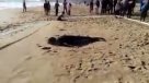 Ejemplar de leopardo marino varó en playa de Viña del Mar