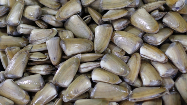 Comenzó veda de machas en tres regiones del país: Se extenderá por cinco años