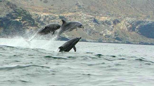 Intendente sobre proyecto Dominga: 